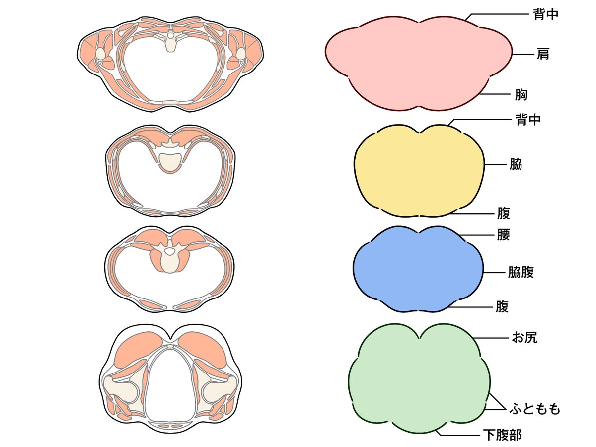 kato_anatomy's tweet photo. 美術解剖学でいう断面の理解って右側くらいでいいよねという図 https://t.co/rMCpvtYNDl