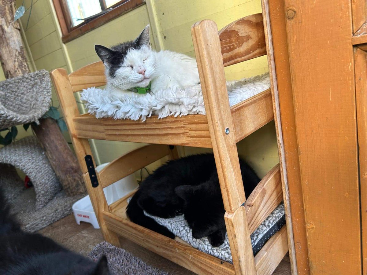 ShropsCatRescue's tweet photo. Phoebe and Pickle have the best idea this morning. It's windy, raining & seems cold. Perhaps the weather will improve later in the day. #inthecompanyofcats #seniorcats #cats #catrescue #sundayliein #sleepycats https://t.co/0XWIBhJUk9