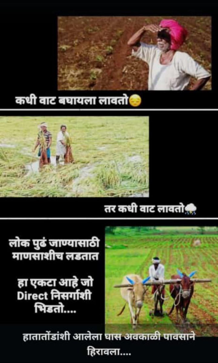 AparnaKhade6's tweet photo. शहापूर मुरबाड तालुक्यातील पिकांची परतीच्या पावसाने अशी अवस्था झाली आहे. मायबाप सरकार कृपया लक्ष द्या https://t.co/ryUJd3mKJy