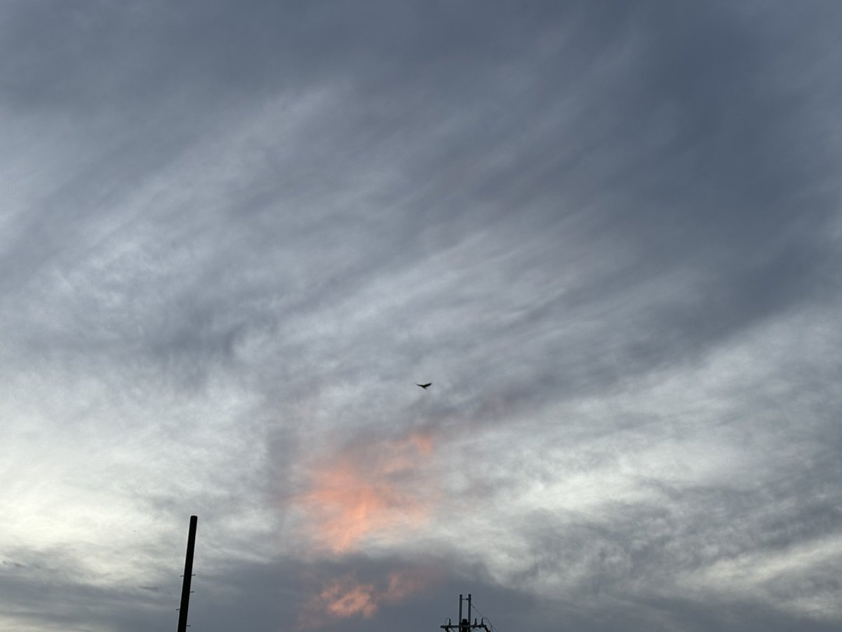 𝚜𝚊𝚝𝚘𝚔𝚘 tweet media