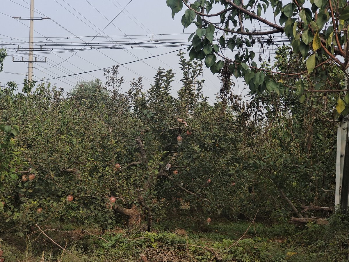 前几天外出 路过乡下的一片苹果园，就想着买点当地的苹果带回家，走进果园就一个大哥在这里看果园，就忍不住想搞点色色的事情，下面就是清儿开始的时候诱惑果园大哥的过程，后面更精彩，会持续更新！
 @luchu888   @ypzs888 https://t.co/dNFjg7304K