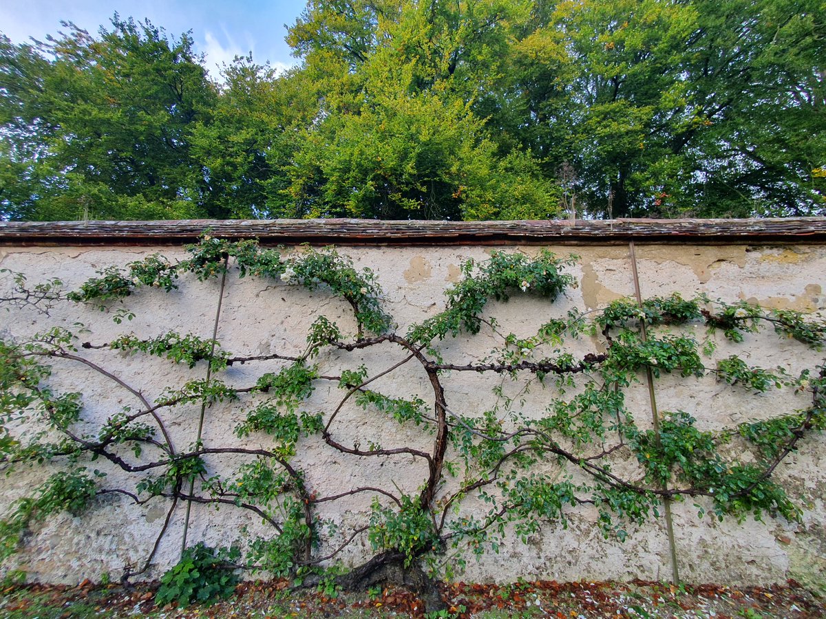 Espaliered in Cranborne