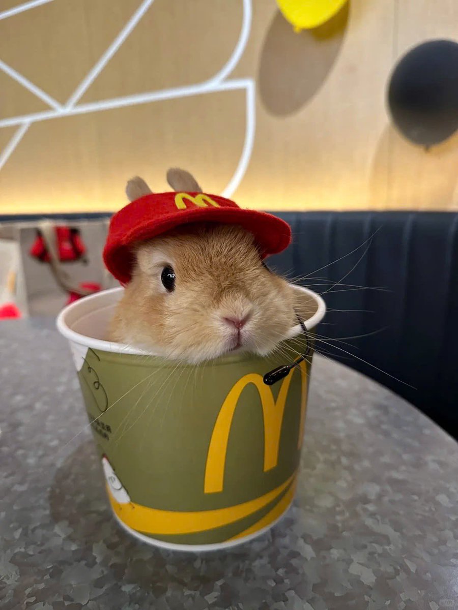 ShouldHaveRabit's tweet image. 