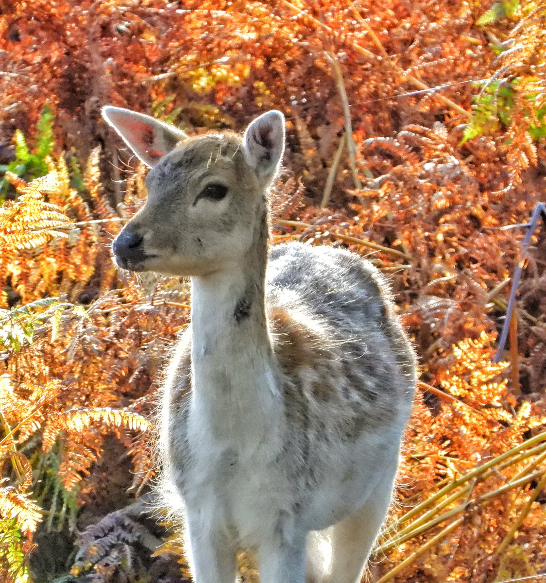 Autumn