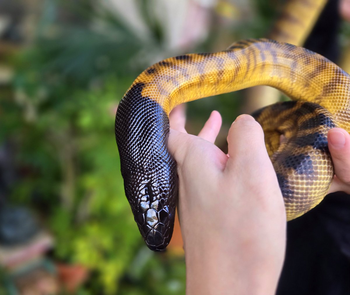 爬虫類専門店【𝙳𝙸𝚉𝚉𝚈 𝙿𝙾𝙸𝙽𝚃】東京第002225 tweet media