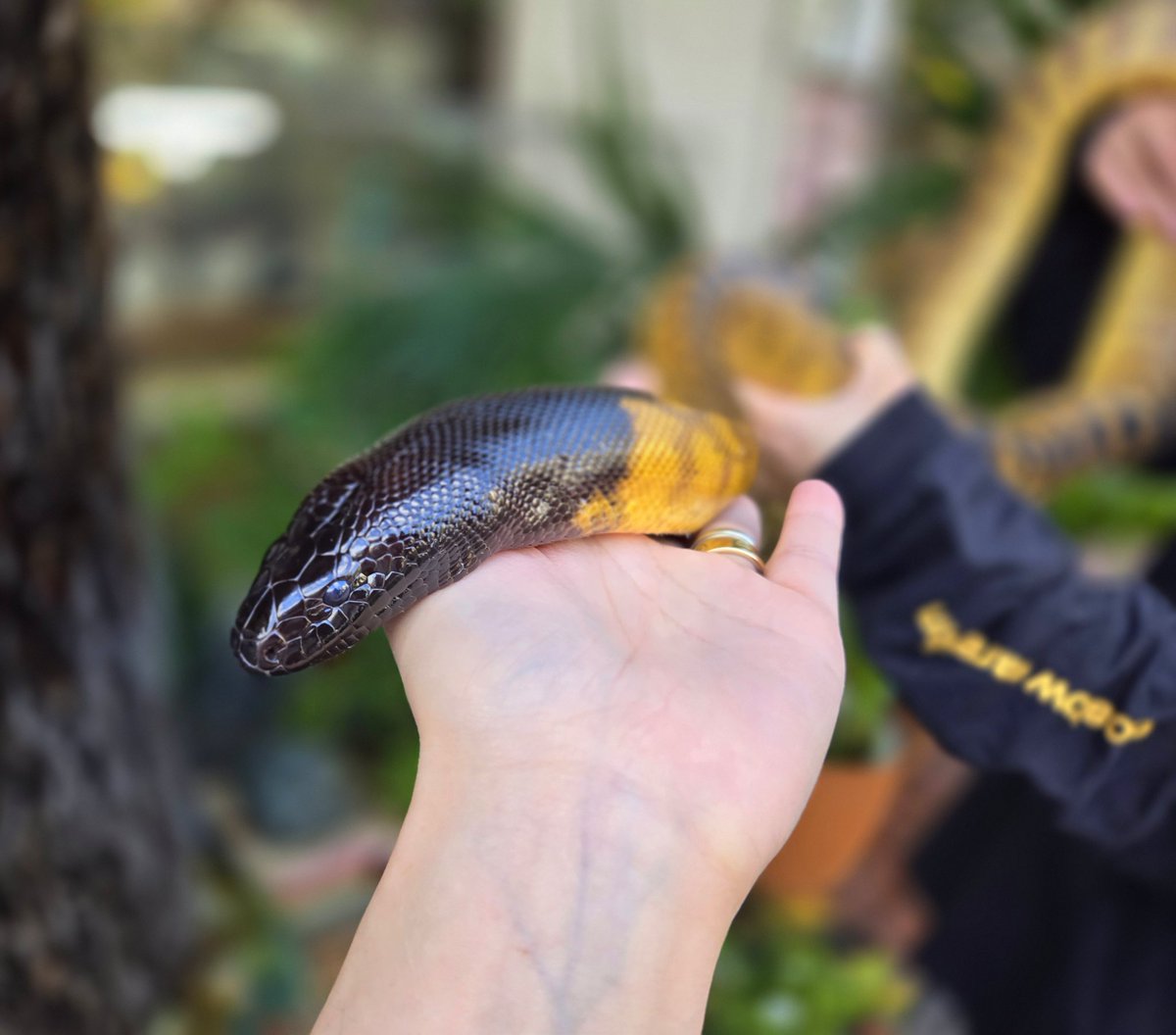 爬虫類専門店【𝙳𝙸𝚉𝚉𝚈 𝙿𝙾𝙸𝙽𝚃】東京第002225 tweet media