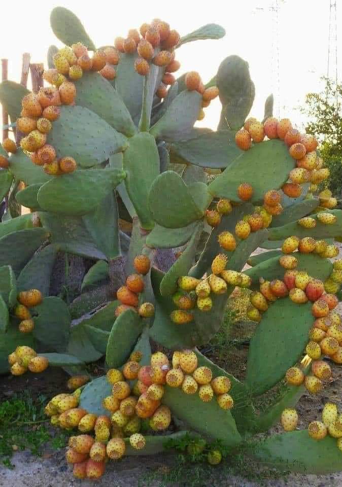 PAOLA (@paola35778912) on Twitter photo 