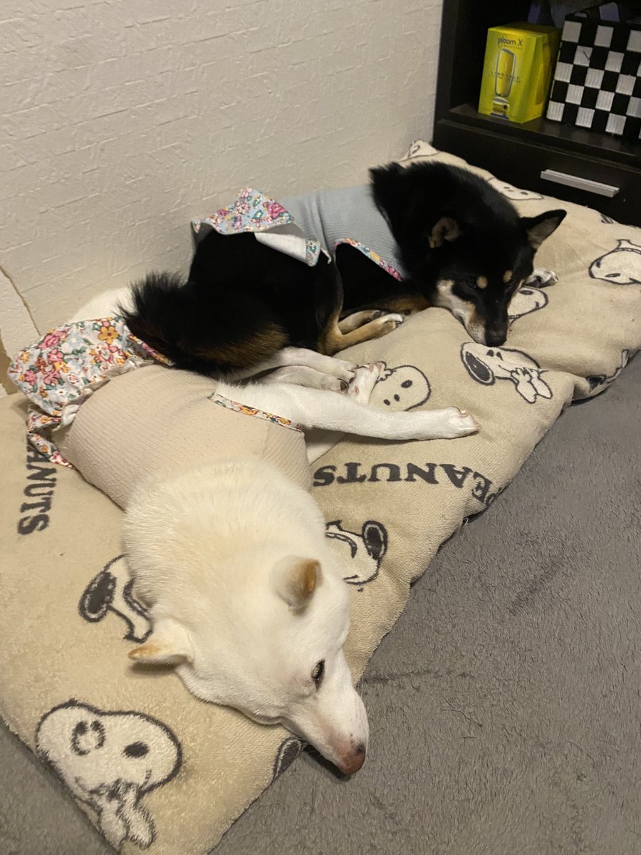 ak_rsh's tweet photo. いつも一緒に寝てる♡♡

#柴犬
#白柴
#黒柴 https://t.co/0aUgCa6wfc