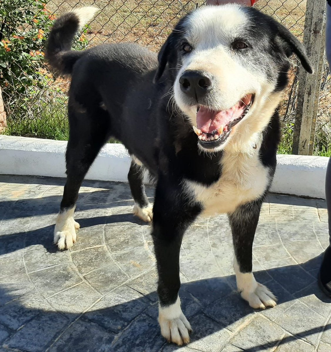 SilviaMylo's tweet photo. Una historia muy triste 😢
Zara y Ray de 8 y 11 años son dos crucecitos de mastín. Tenían una familia, su humano les quería, todas las fotos son hechas por él 😞
Ha muerto, y el familiar no los quiere, no puede pagarles una residencia ni llevárselos 😢
La vida en un instante les ha cambiado, nunca volverán a estar juntos y felices 😭
Eran felices y queridos y ahora irán a la perrera 💔 
Son muy buenos pero 
no son aptos con gatos 
+34 650 84 19 93
Huelva