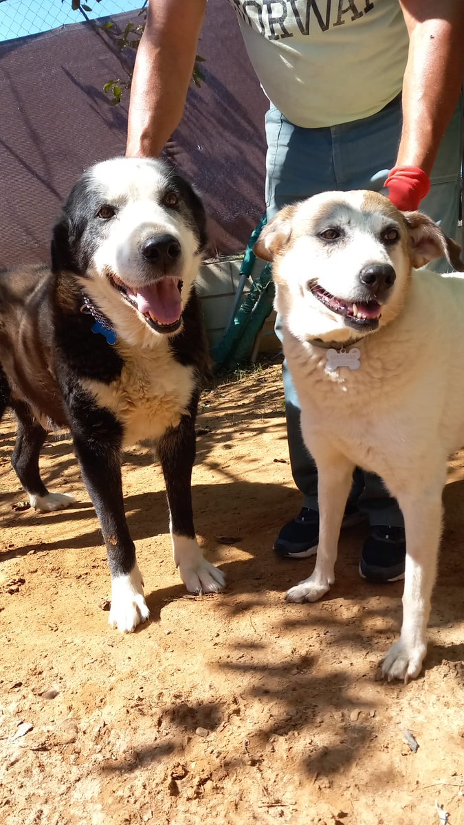 SilviaMylo's tweet photo. Una historia muy triste 😢
Zara y Ray de 8 y 11 años son dos crucecitos de mastín. Tenían una familia, su humano les quería, todas las fotos son hechas por él 😞
Ha muerto, y el familiar no los quiere, no puede pagarles una residencia ni llevárselos 😢
La vida en un instante les ha cambiado, nunca volverán a estar juntos y felices 😭
Eran felices y queridos y ahora irán a la perrera 💔 
Son muy buenos pero 
no son aptos con gatos 
+34 650 84 19 93
Huelva