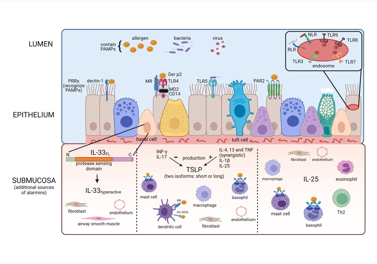 AllergyEaaci's tweet photo. 📢One of the most appreciated/liked articles in the social media of Allergy published in 2023:
Open Access: Sounding the alarmins—The role of alarmin cytokines in asthma. First and corresponding author: Gail M. Gauvreau
Read the article here: https://t.co/tU6LeCSU9z
With over 150 references and 5 figures, this review article provides an overview of our current understanding of the role of alarmin cytokines in asthma. It includes a discussion on: alarmin expression; clinical trials using anti-alarmins for the treatment of asthma; mechanisms of alarmins in exacerbations, lung function and airway hyperresponsiveness; and alarmins as #biomarkers.
#Allergy_journal
Read more articles published in #Allergy on asthma here: https://t.co/ayEOdNhv14