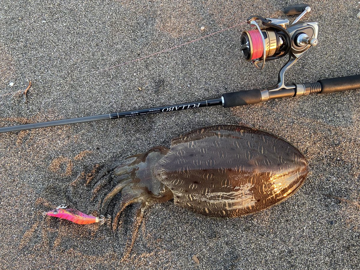 mizunoto0220mi's tweet photo. 空いているサーフで。
#fcllabo #uc73t #daiwa #luvias #yamaria #yamashita #エギ王K #トラトラピンキー #モンゴウイカ #カミナリイカ #eging #エギング #サーフエギング #三浦半島 https://t.co/DO4grmbEFv