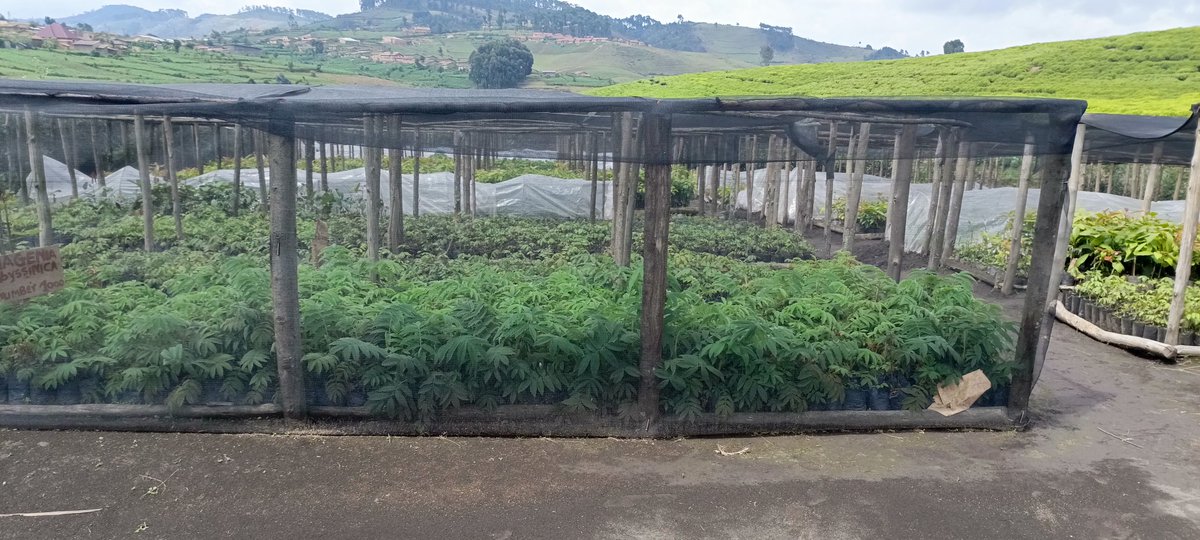 Phenias Niyonzima (@niyonzimapheni1) on Twitter photo This is #agroforestry <a href="/Tree/">Tree</a> called Hagenia Abbysinica, igiti kizwiho kugaburirwa amatungo, nindi mimaro myinshi. Ese warucyizi? <a href="/ARCOSNetwork/">ARCOS Network</a> <a href="/ENdemezo/">Eric Ndemezo</a> <a href="/BikorimanaVale9/">Bikorimana Valens</a> <a href="/RutsiroDistrict/">Rutsiro District</a> <a href="/RwandaAgriBoard/">Rwanda Agriculture & Animal Resources Devpt Board</a> <a href="/treenursery709/">Tree Nursery</a> This is #agroforestry <a href="/Tree/">Tree</a> called Hagenia Abbysinica, igiti kizwiho kugaburirwa amatungo, nindi mimaro myinshi. Ese warucyizi? <a href="/ARCOSNetwork/">ARCOS Network</a> <a href="/ENdemezo/">Eric Ndemezo</a> <a href="/BikorimanaVale9/">Bikorimana Valens</a> <a href="/RutsiroDistrict/">Rutsiro District</a> <a href="/RwandaAgriBoard/">Rwanda Agriculture & Animal Resources Devpt Board</a> <a href="/treenursery709/">Tree Nursery</a>