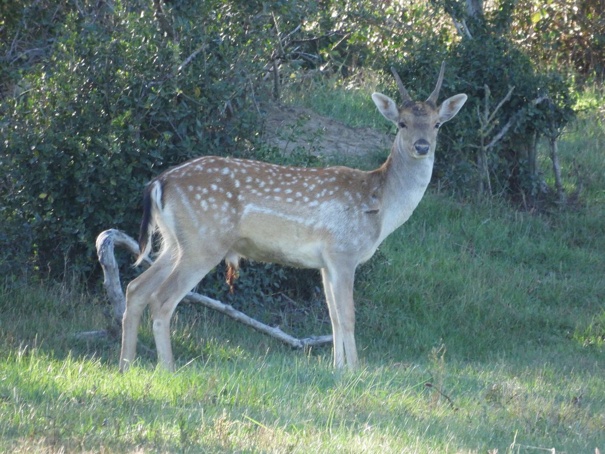 Pere Alzina tweet media