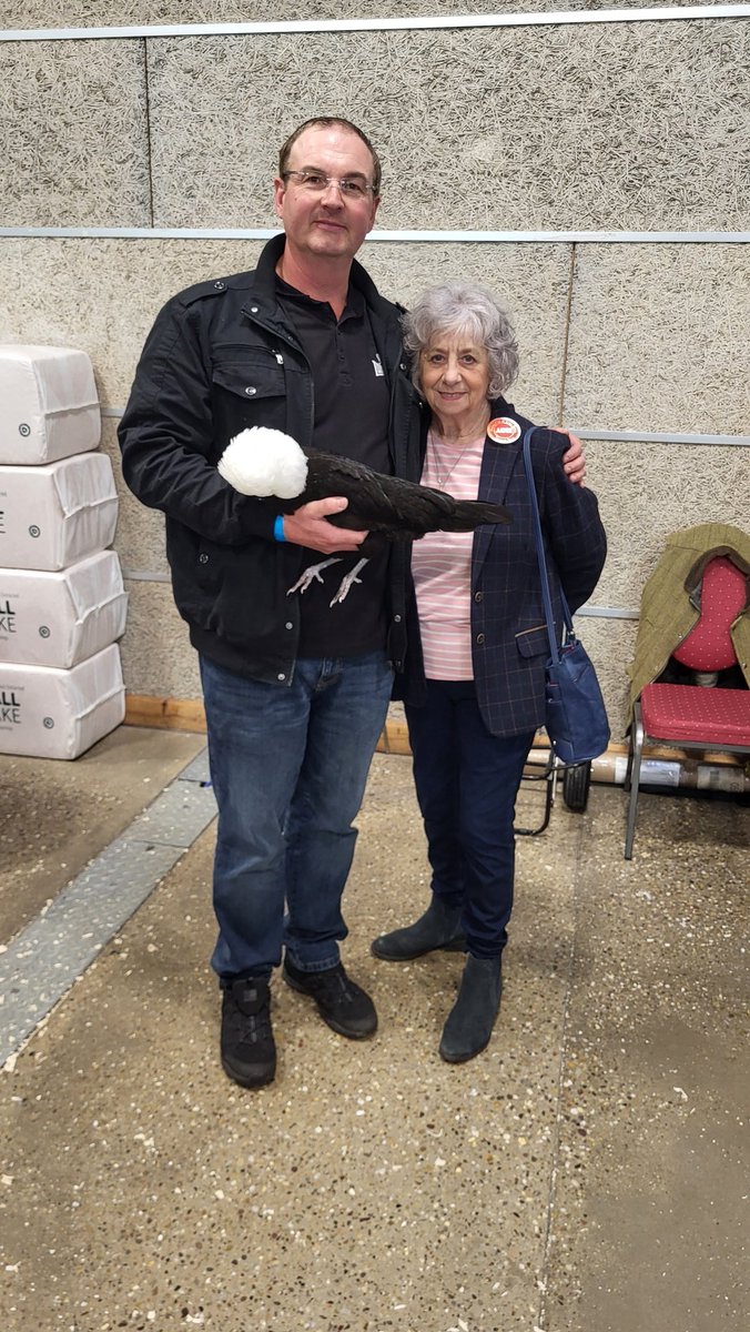 SimonP (@simonpickles) on Twitter photo So proud of my friend, and Poland Club Chairman, winning Supreme Champion at The Poultry Club National yesterday with his Large Fowl White-crested Black Female. <a href="/FancyFowl/">Fancy Fowl Magazine</a> So proud of my friend, and Poland Club Chairman, winning Supreme Champion at The Poultry Club National yesterday with his Large Fowl White-crested Black Female. <a href="/FancyFowl/">Fancy Fowl Magazine</a>
