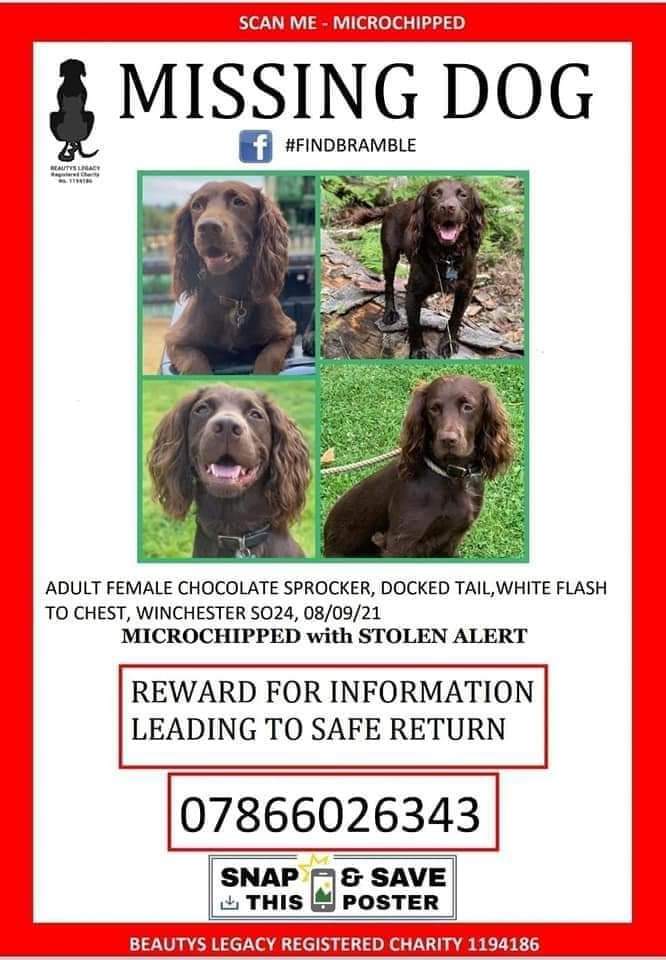 MissingPetsGB's tweet photo. Sunday 8-9pm is #stolendoghour 
Making stolen pets too hot to handle is incredible in helping pets to be found.
Let's keep up the amazing work
Please join us tonight🙏
An hour we dedicate to stolen dogs like BRAMBLE, stolen 3 years ago in #Hampshire 🙏 https://t.co/Y1YxQGO4Y6