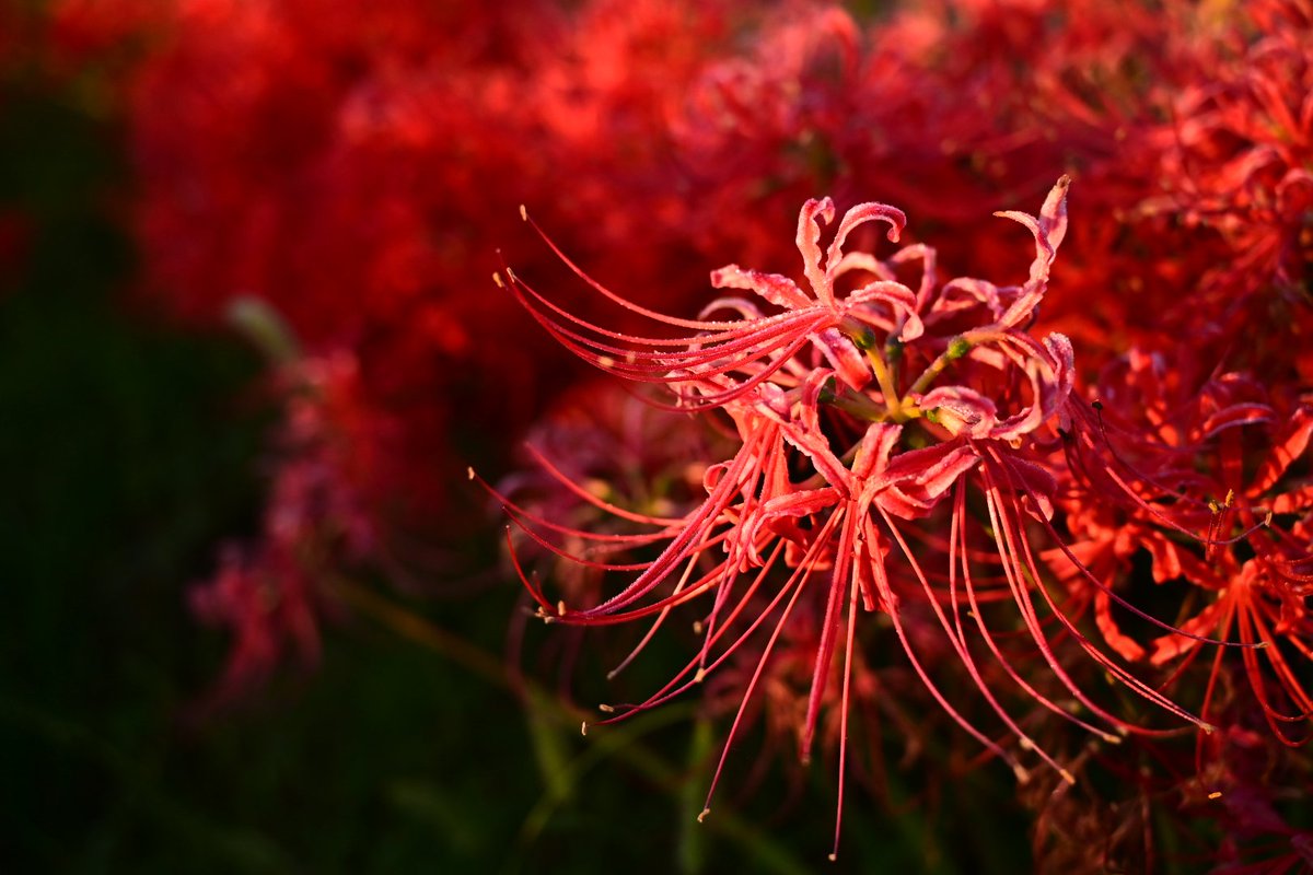 お彼岸からはや一月
暑い日が続いたけど彼岸花はシーズンが長くて良い感じだ
朝夕出かけて色んなシーンを撮影できて大満足