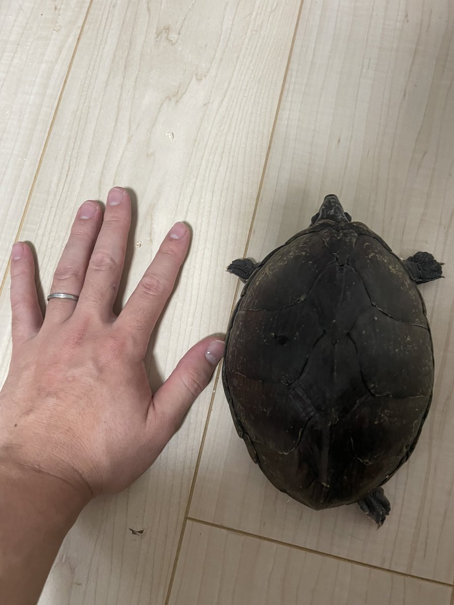 昨日から仲間入り😁
なかなか立派なカブトニオイガメ！
相方探し気長にやります
＃カブトニオイガメ
