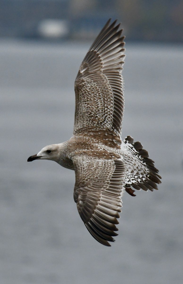 Alan Dalton tweet media