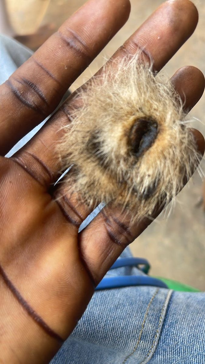 agbeke_orator's tweet image. Okay, you know everything.
What is this called?

#proudlyelebo #proudlyonisese