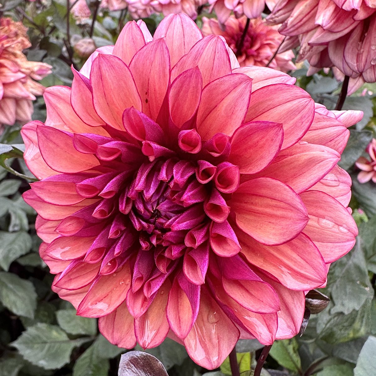 Makinggardens tweet media