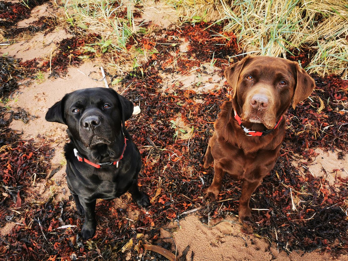 Out enjoying a blustery walk. Time to batten down as the rain is starting and the wind has increased. #StormAshley