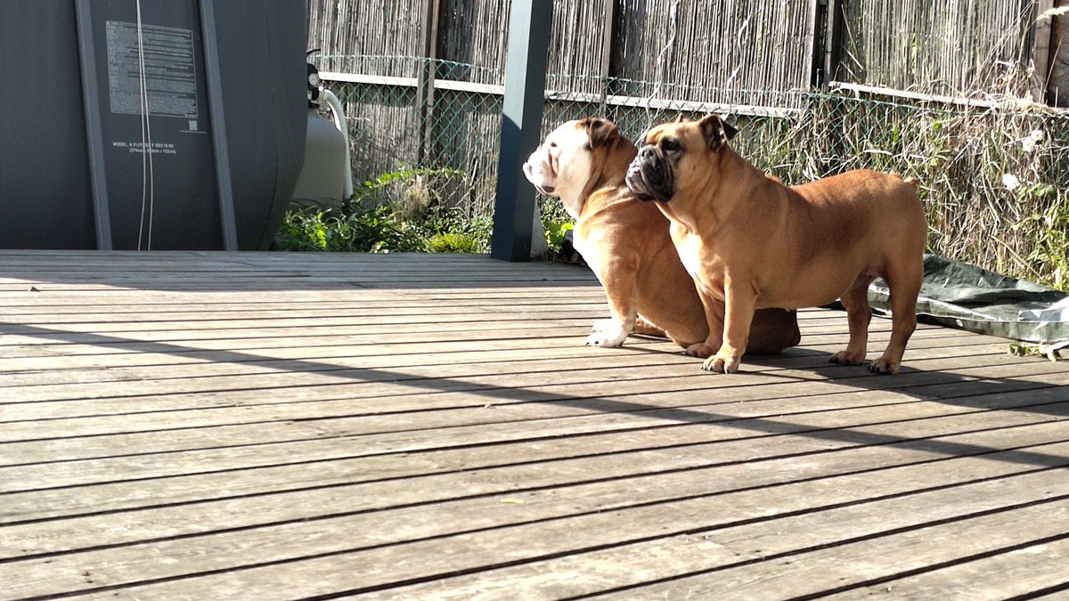 Herrchen ist Pizza holen. Wir passen ganz genau auf, wann er wieder zurück kommt. 🤤