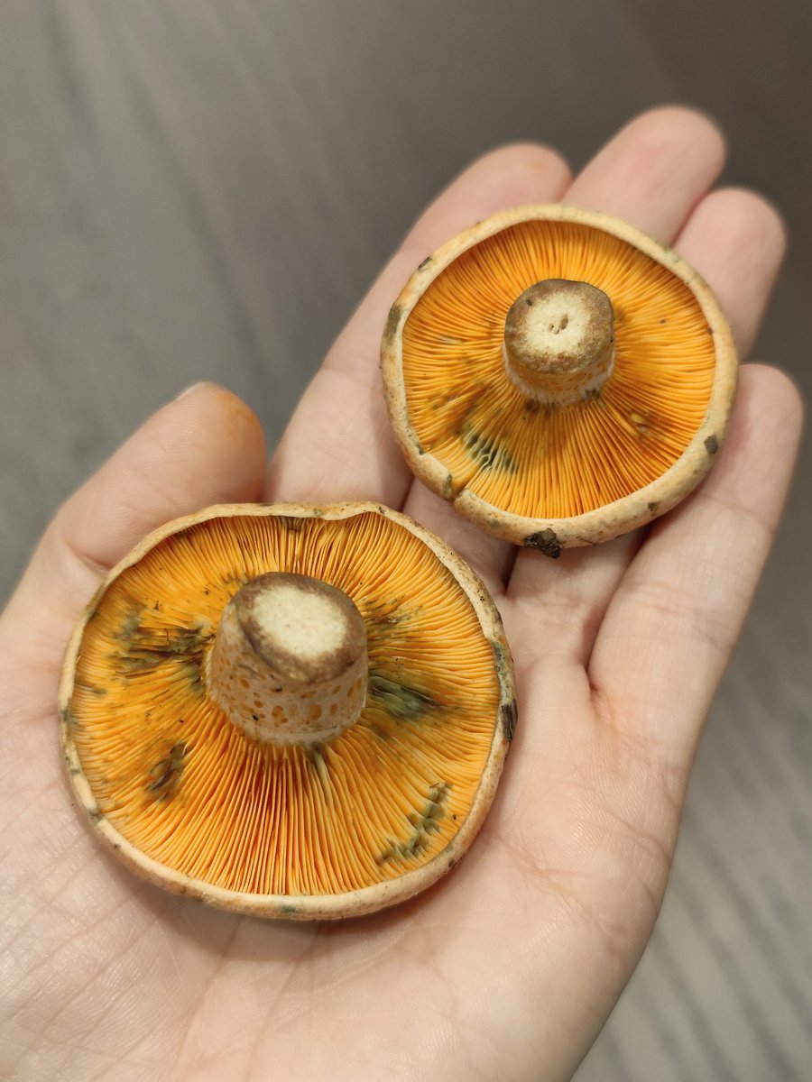 ▪️CoraLine▪️ tweet media