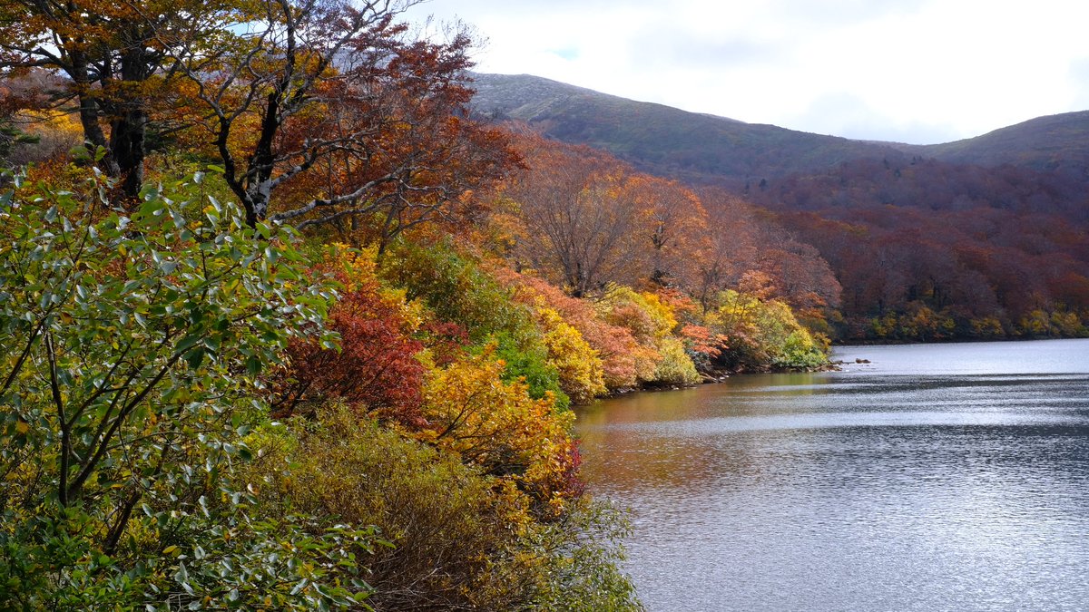 kelthraiden's tweet photo. 紅葉見てきたb https://t.co/hXLdcZUwKJ