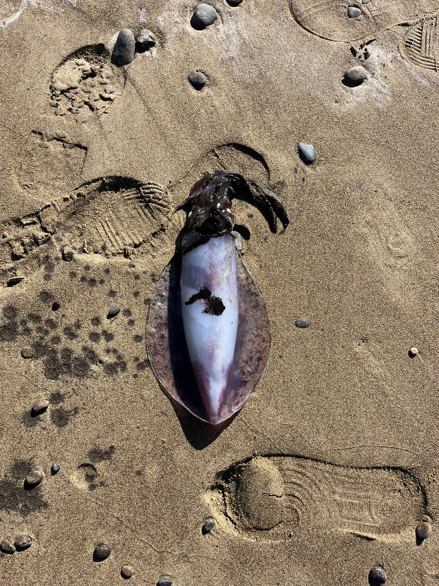 Arsuz’da bir kalamar meselesi 🎣🍀