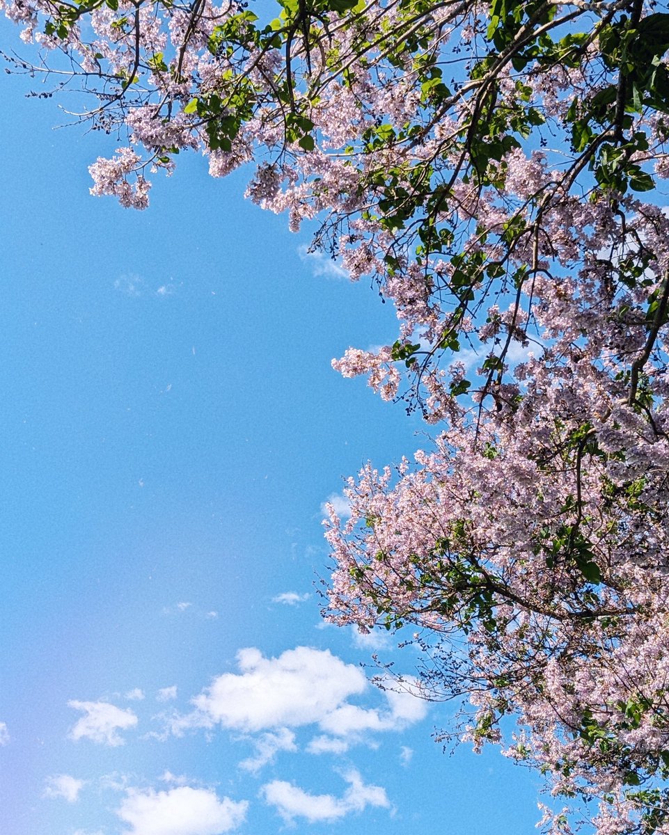 trinspr's tweet photo. 🌸

#花 #はな #撮影練習 #photobook #photooftheday https://t.co/tVo049KjZI