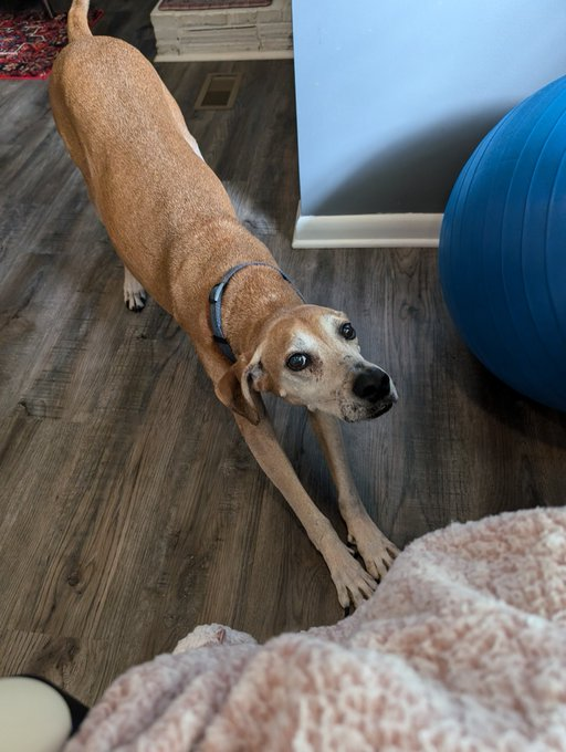 #WNBAFinals Texas says, "For this last, most exciting game tonight, don't forget to stretch!!! And that's good advice for the fans as well as the players."     GAME DAY! LET'S GO!