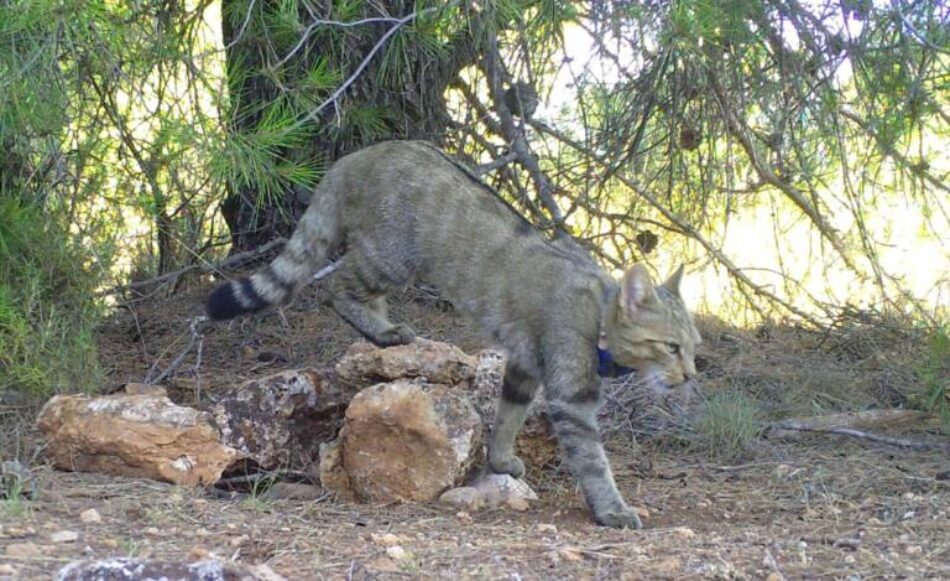 CasviFactory's tweet photo. 🆘𝐒.𝐎.𝐒.🆘

Ecologistas exige a la Junta de Andalucía abordar la situación del gato montés en el Comité de Flora y Fauna Silvestres

-Numerosas señales de alerta, mediante estudios de campo, apuntan una gravísima disminución del Gato montés (Felis silvestris) en Andalucía https://t.co/xa2bkx57JA