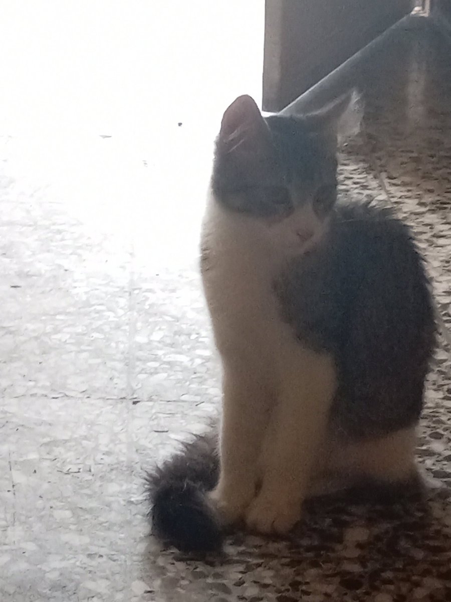 pararrayosgt's tweet image. Me llamo Tigre, tengo 6 meses de edad, estoy en Mixco zona 10, busco una familia que me quiera adoptar, son muy mimoso y juguetón. Ya tengo mis vacunas al día.