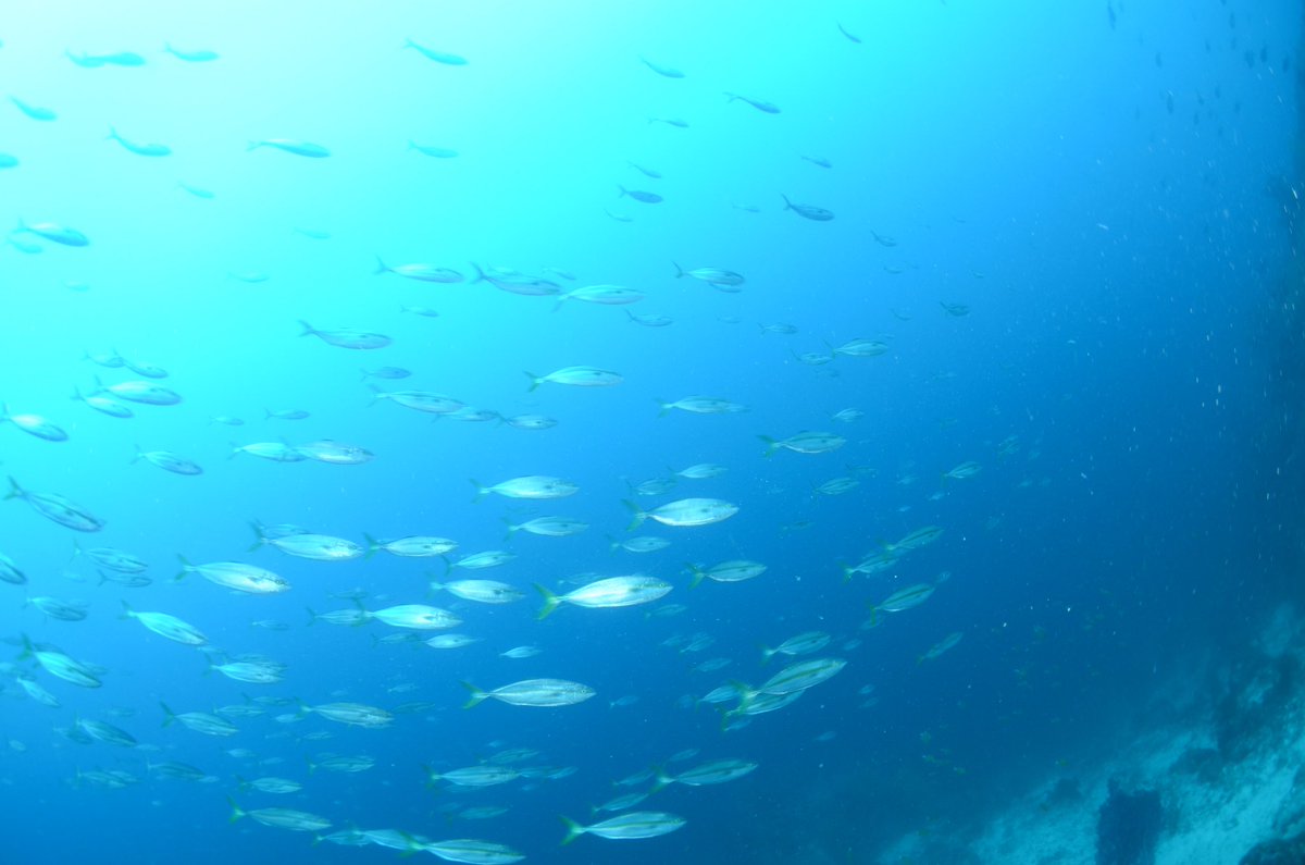 dive_kroon's tweet image. 「ダイバー目線」なら普通の写真ですが、
「釣り人目線」ならどう映るんでしょうか？
しかもそこが釣りポイントだとしたら。
磯釣りの聖地「鵜来島」の水中写真。
1枚目は　親指
2枚目は　水源地バナ
3枚目は　東のハナ
⚠️もちろん釣り人がいない時に撮っています。#磯釣り#釣り