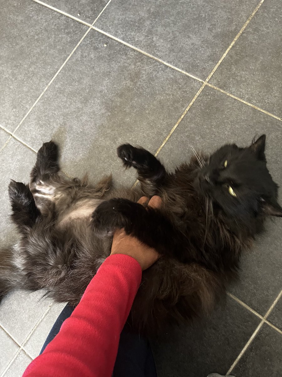 Athena54491591's tweet photo. J’ai retrouvé mon humaine après le chabandonnage du week-end où qu’elle est partie en Bretagnie ! Je prends le câlin mais je juge un peu quand même ! https://t.co/ge9YH6aKr9