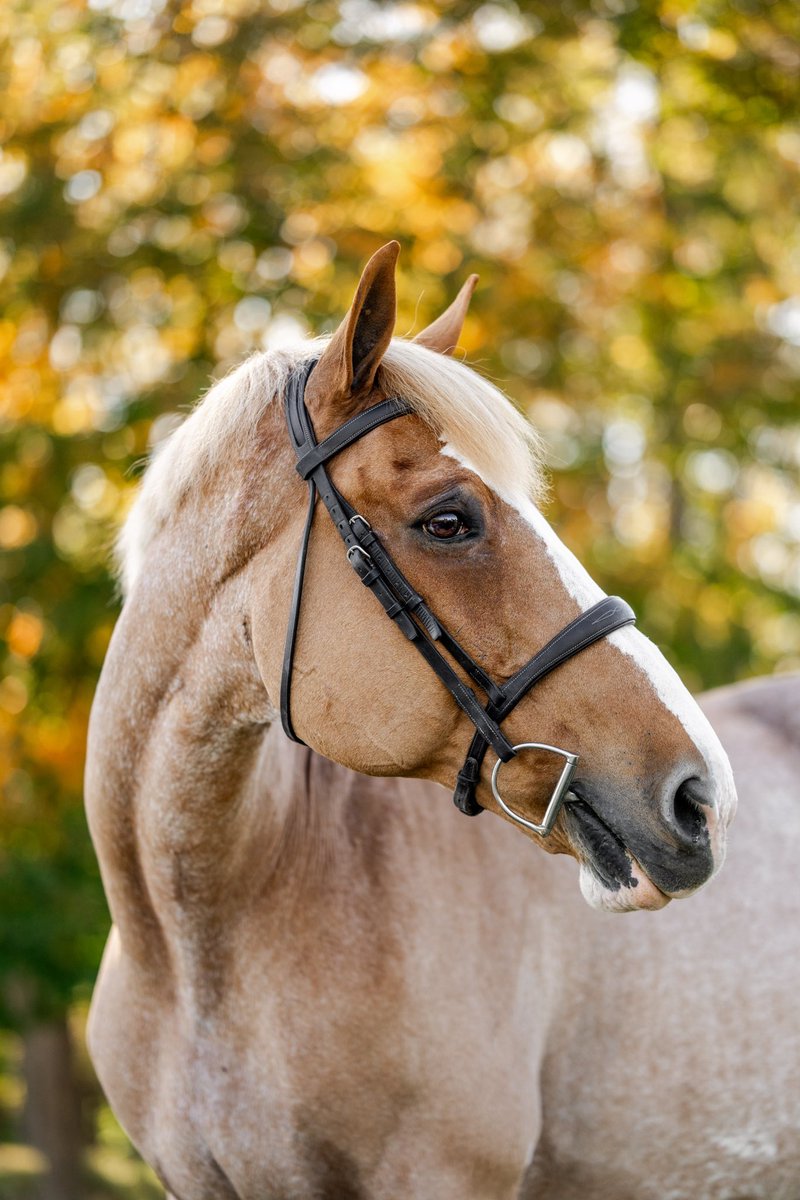 Updated glamour shots for the best boy. Looking so stately at 19 🥹🧇