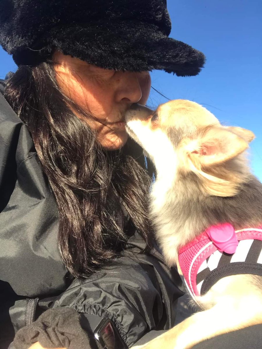 MissingPetsGB's tweet photo. £4000 REWARD IN CASH For PIGLET

URGENT Piglet still #missing 

SUBSTANTIAL FINDERS FEE FOR INFORMATION LEADING TO HIS SAFE RETURN 

If you know where he is just take what is on offer and let Piglet and his mum get on with their lives together away from Harefield #stolendoghour https://t.co/2Xrj1FTIt6