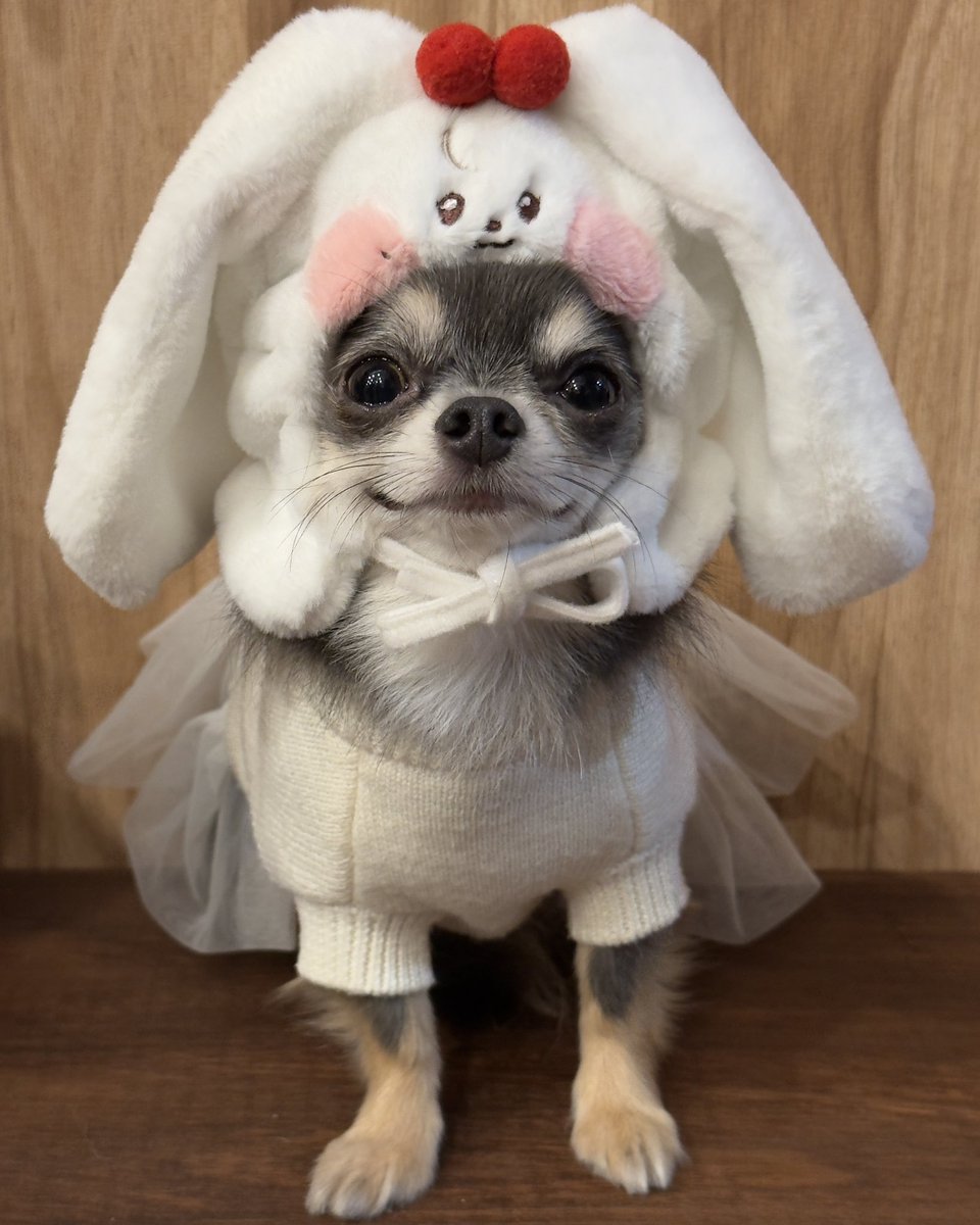 #2024MAMAVOTE #IVE

ハロウィンに向けて愛犬がチェリニに仮装しちゃいました🤭🤍