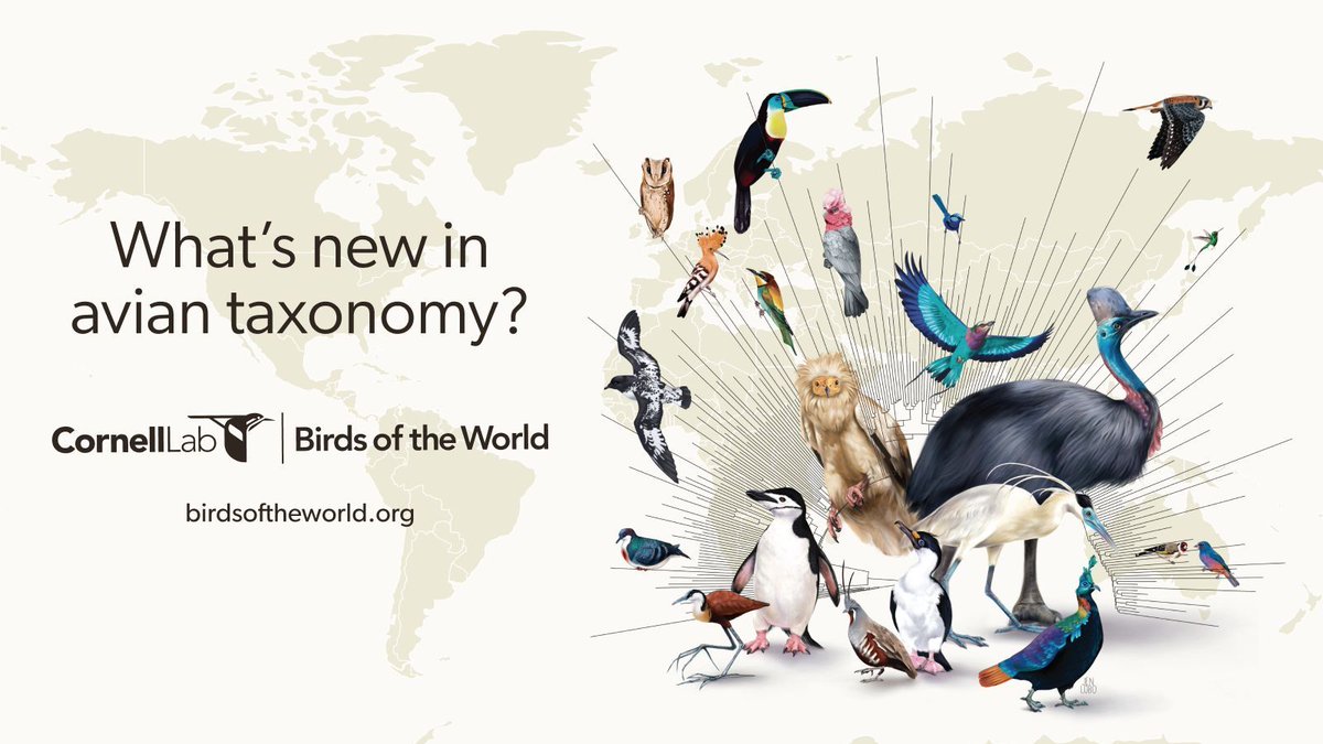 Sneak peak for our upcoming eBird/Clements Taxonomy update... 😉

The Herring Gull is going to split into four species, leading to the BIGGEST taxonomic revision in eBird history!!

Learn more what to expect on 22 October by visiting our blog!
buff.ly/3Y5ncA0