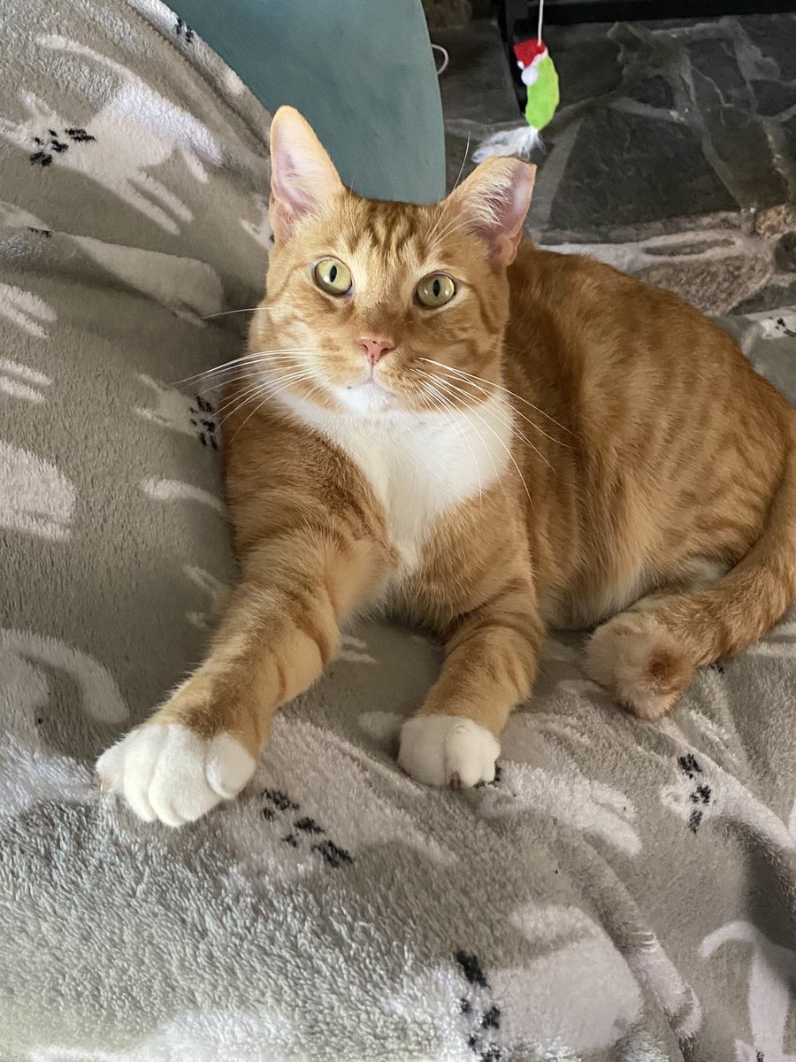 ColeTheBlackCat's tweet image. Handsome Bond is handsome… he likes this new spot, he’s squashed a pillow down and he sits on top of it in this chair and can peak over the top… humans can no longer use it 😹

#SundayMorning #CatRules #LifeWithCats