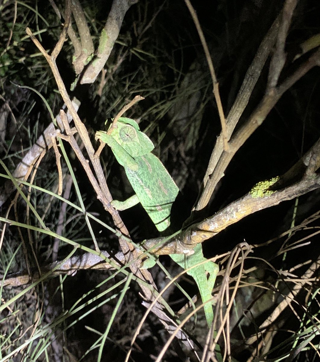 Second light trapping session in Tarifa #mothsmatter