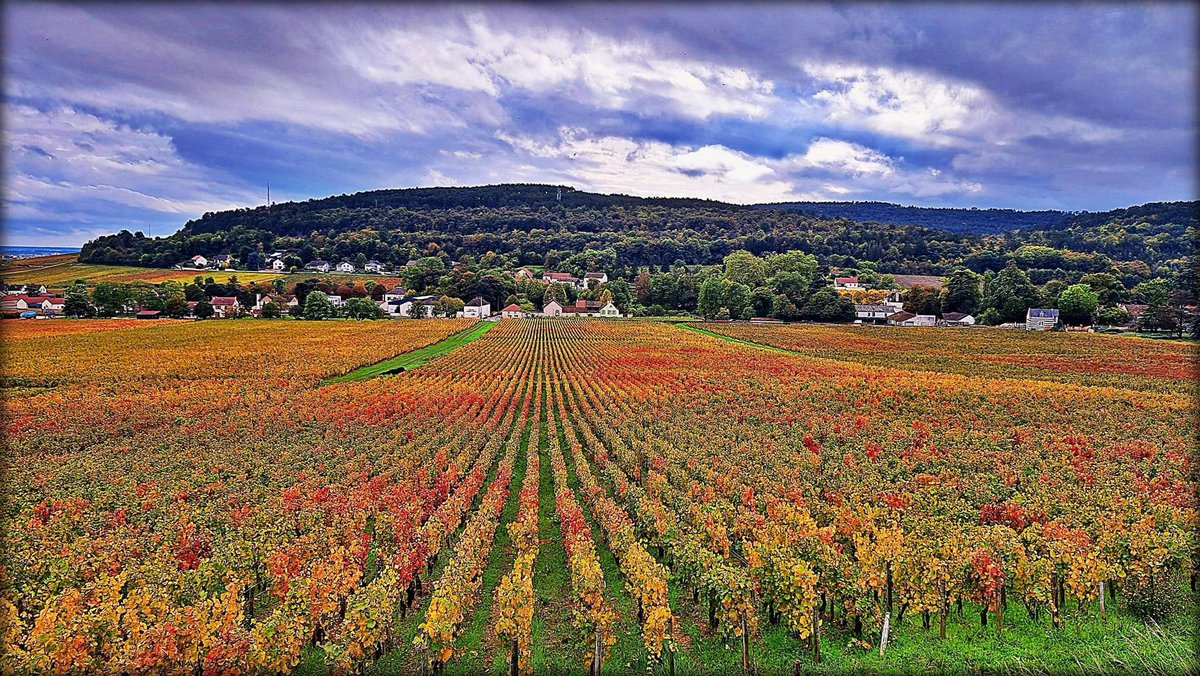 La Côte d’Or revêt son habit d’automne 🍁🍇 #savignylesbeaune