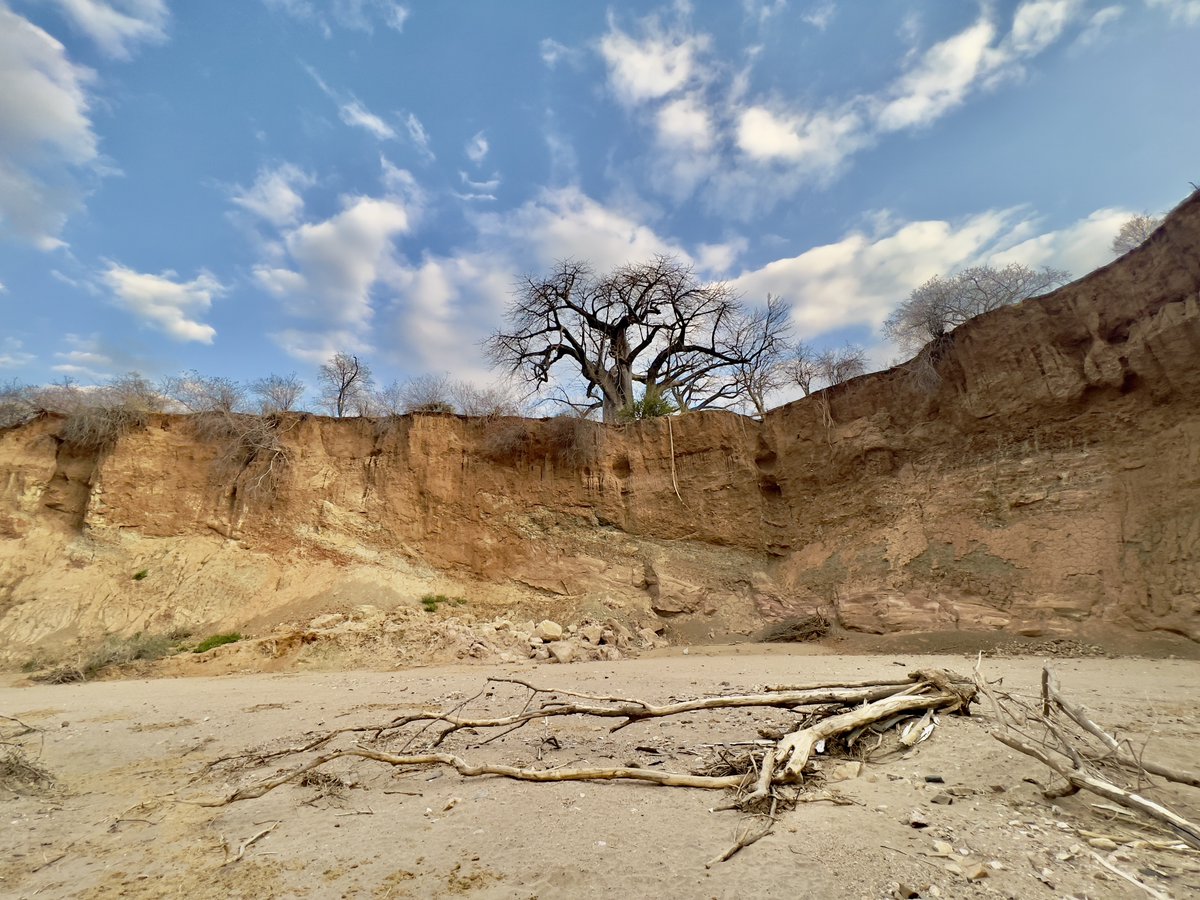 Imagine the stories this Baobab could tell about the events within this enclosure below. #aLandscapeADay