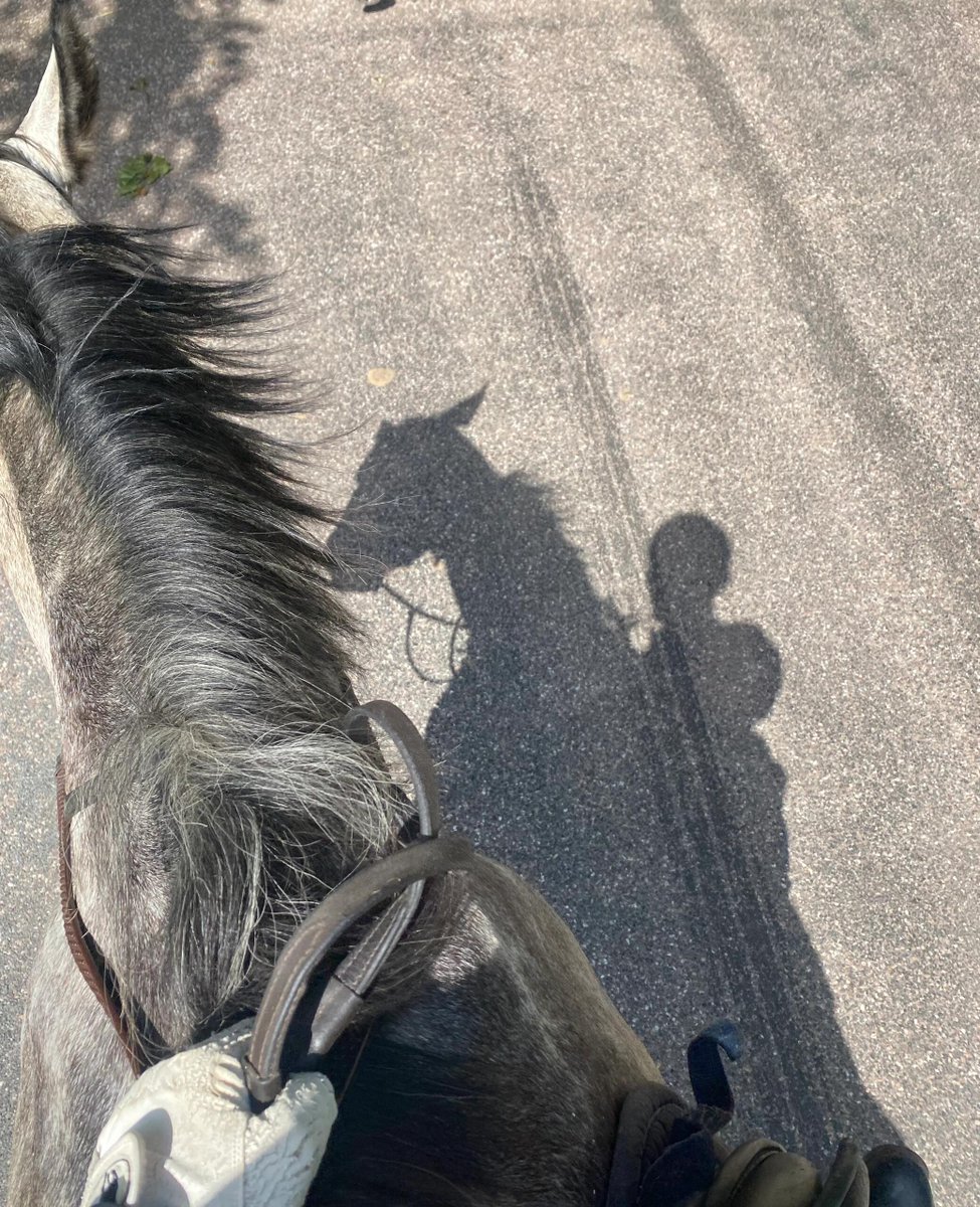 ivanelghifari's tweet photo. I went horseback riding in Richmond Park watching deer. Happy Sunday! 🐴🦌🏞 https://t.co/39peBnoTE9