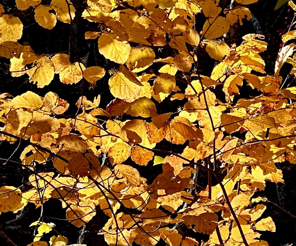 aperrincycling's tweet photo. We’ve seen
the autumn woods
aglow — tinder 
for our winter
of imagination.

 #vss365 #aglow https://t.co/5gA5XIeHeA