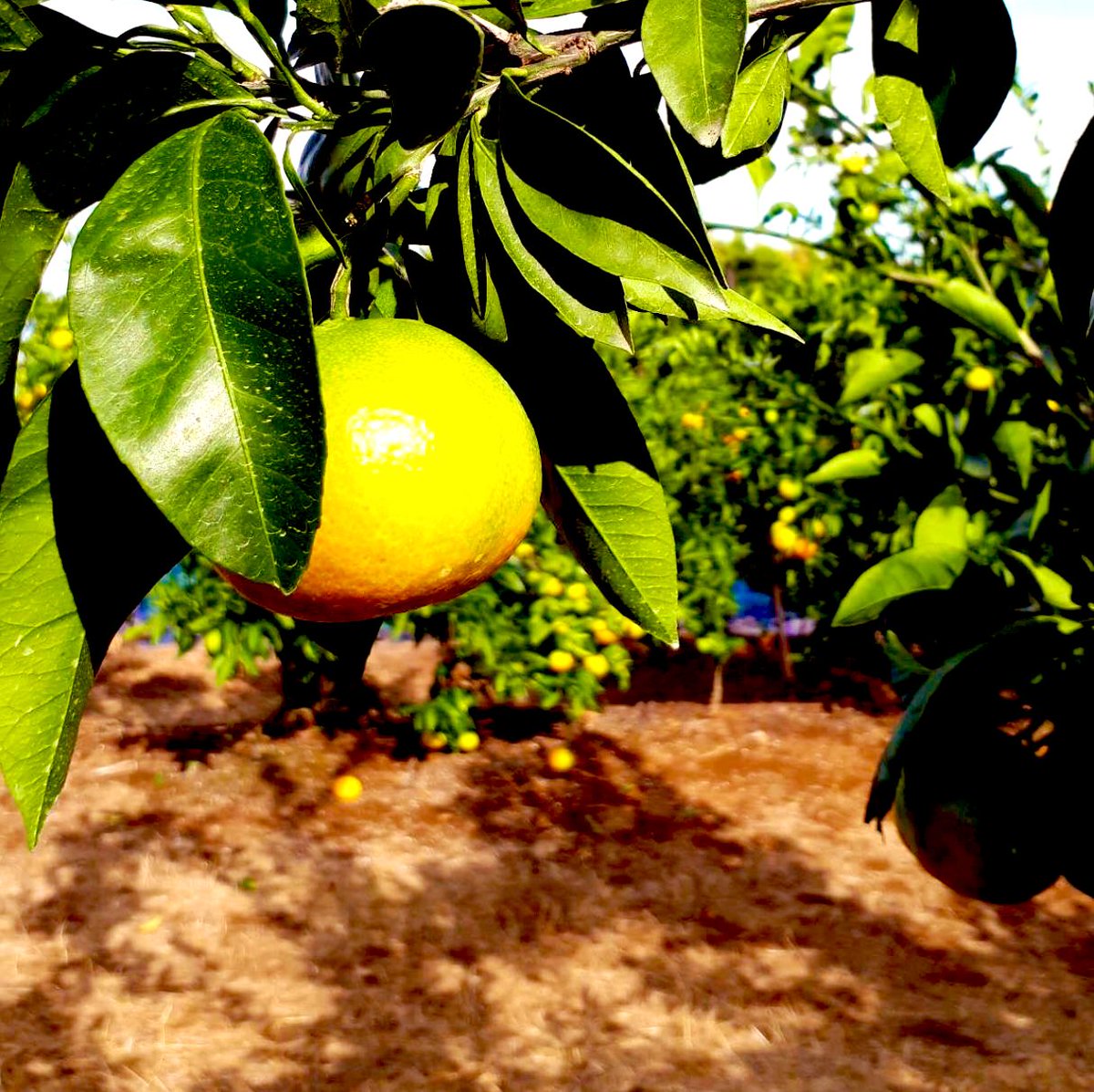 erurun_02's tweet photo. 果物がりがり🍊
過ごしやすい季節ですね🍂°̥࿐ https://t.co/Vjfka1Vsny