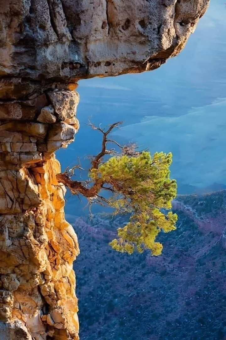 Los Árboles Mágicos ®️, (by Oscar Gaitan) tweet media