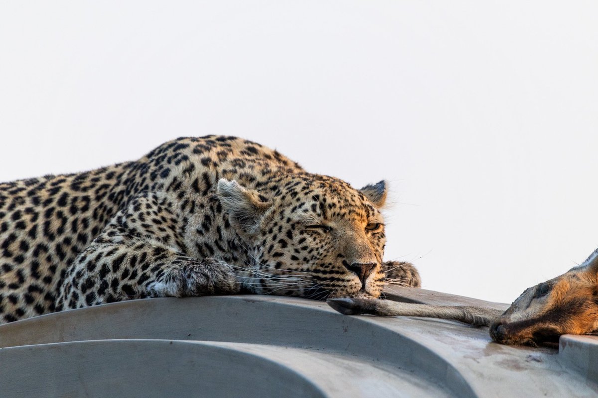 d_fromthebush's tweet photo. Xidulu and kill (18/10/24)
#wildearth https://t.co/SXq7PNAUVZ
