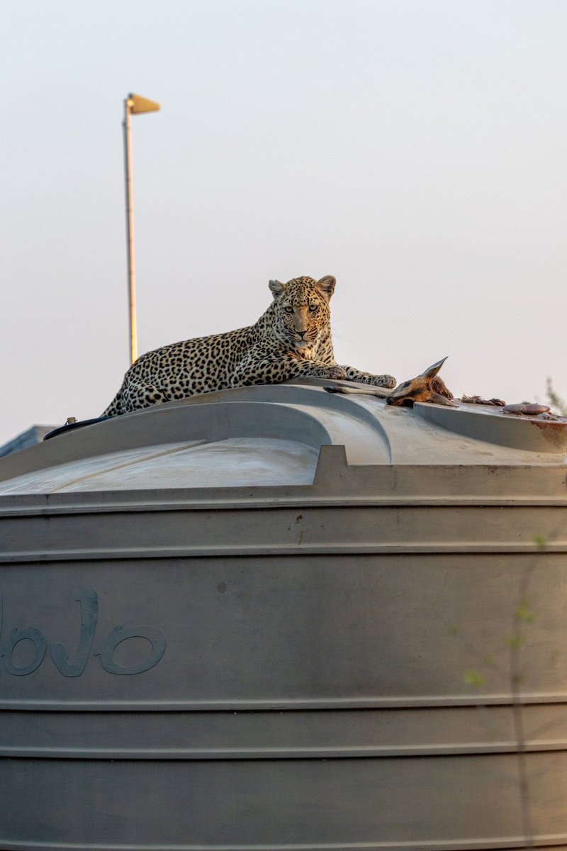 d_fromthebush's tweet photo. Xidulu and kill (18/10/24)
#wildearth https://t.co/SXq7PNAUVZ